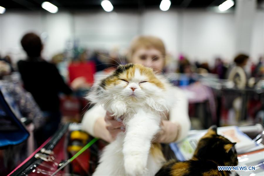 RUSSIA-MOSCOW-CAT SHOW