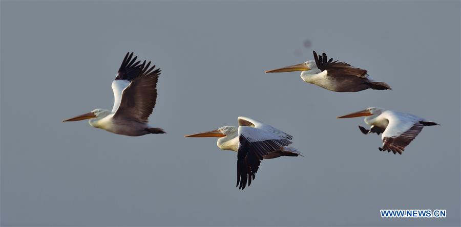 CHINA-FUJIAN-PELICANS-WINTER (CN)