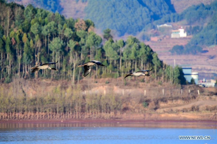 CHINA-YUNNAN-MIGRANT BIRDS (CN)