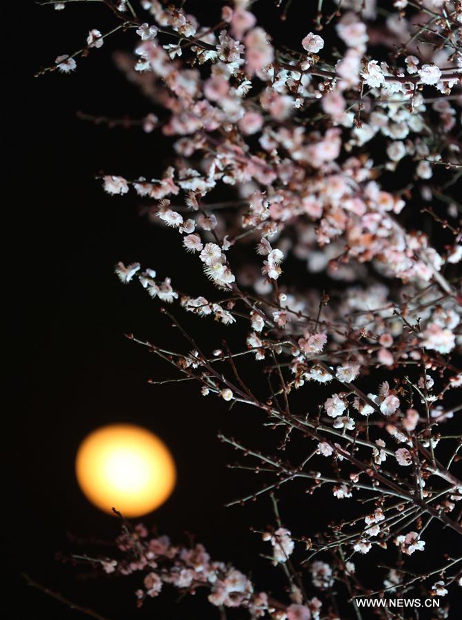 #CHINA-NANJING-PLUM BLOSSOMS (CN)