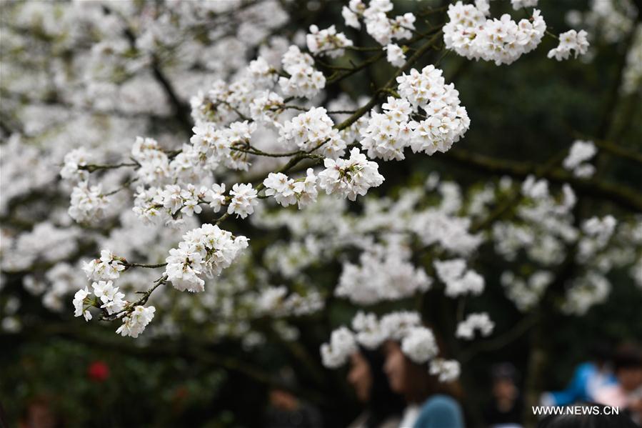 CHINA-HANGZHOU-FLOWERS (CN)