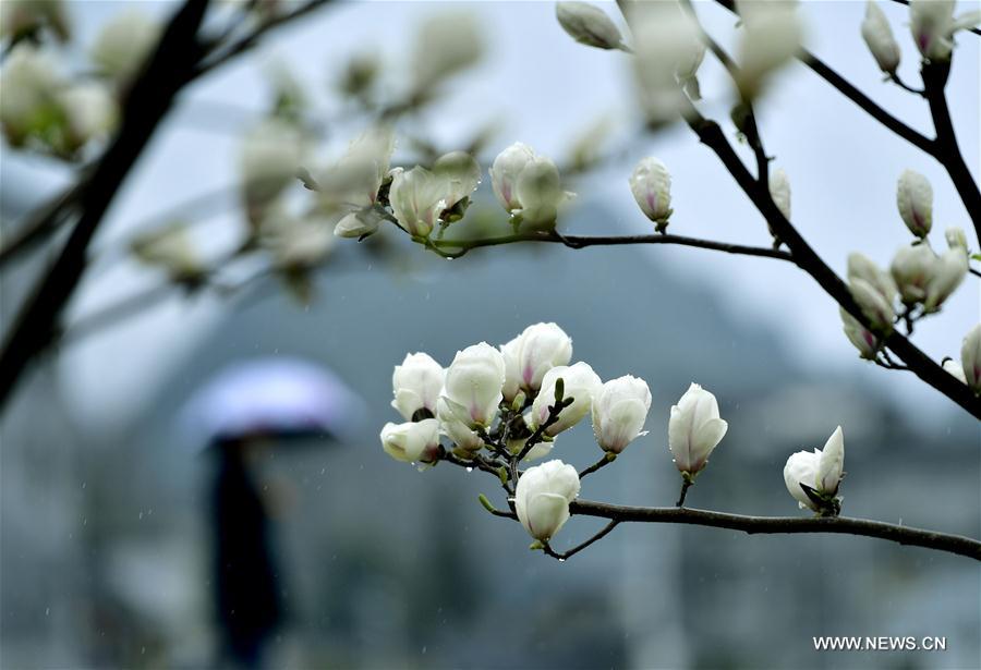 #CHINA-SPRING VIEWS (CN)