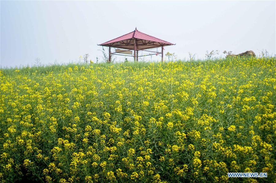 CHINA-CHONGQING-SPRING SCENERY(CN)