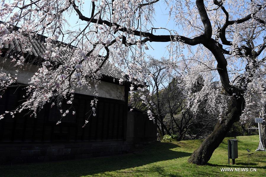 JAPAN-TOKYO-BLOSSOMS-LIFESTYLE