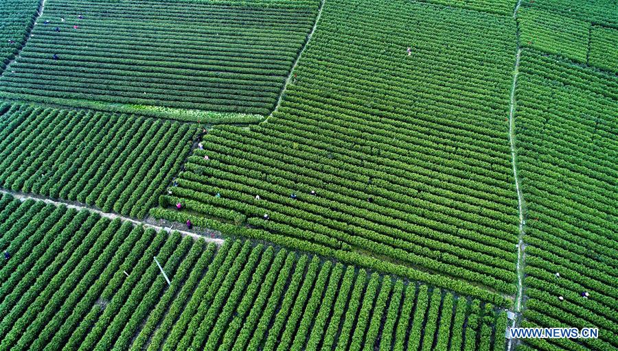 CHINA-SHAANXI-TEA HARVEST (CN)