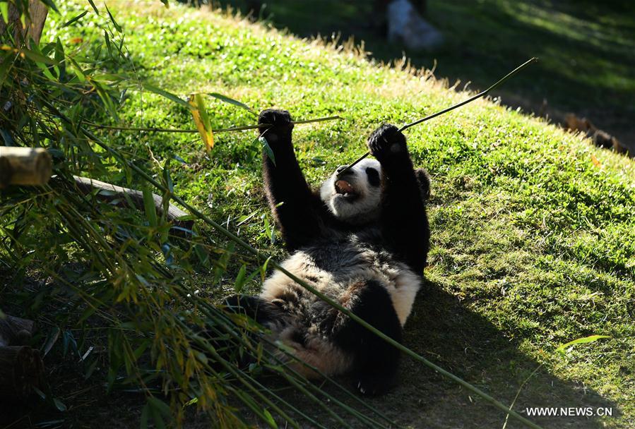 SPAIN-MADRID-ZOO AQUARIUM-CHINA-GIANT PANDA