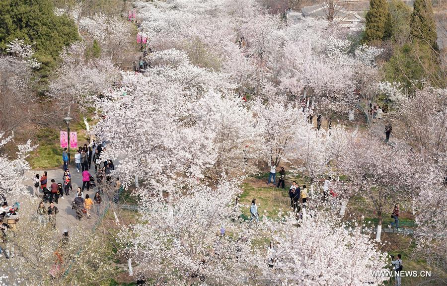 CHINA-BEIJING-CHERRY BLOSSOMS (CN)