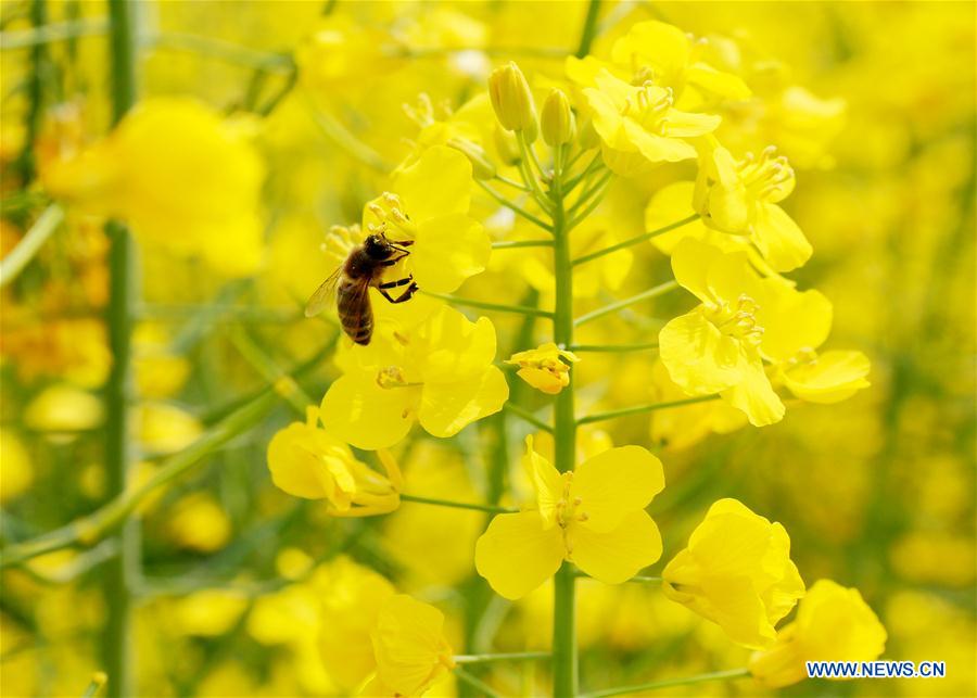 #CHINA-JIANGSU-COLE FLOWER-SCENERY-TOURISM (CN)