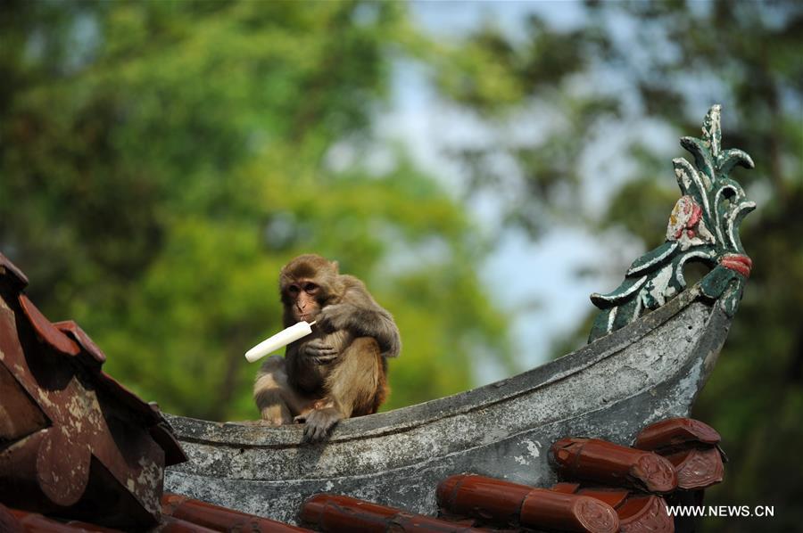 CHINA-GUIZHOU-MACAQUE (CN)