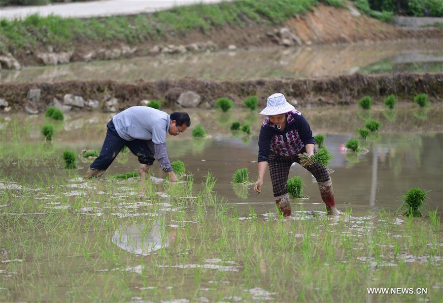 CHINA-SPRING-FARM WORK (CN)