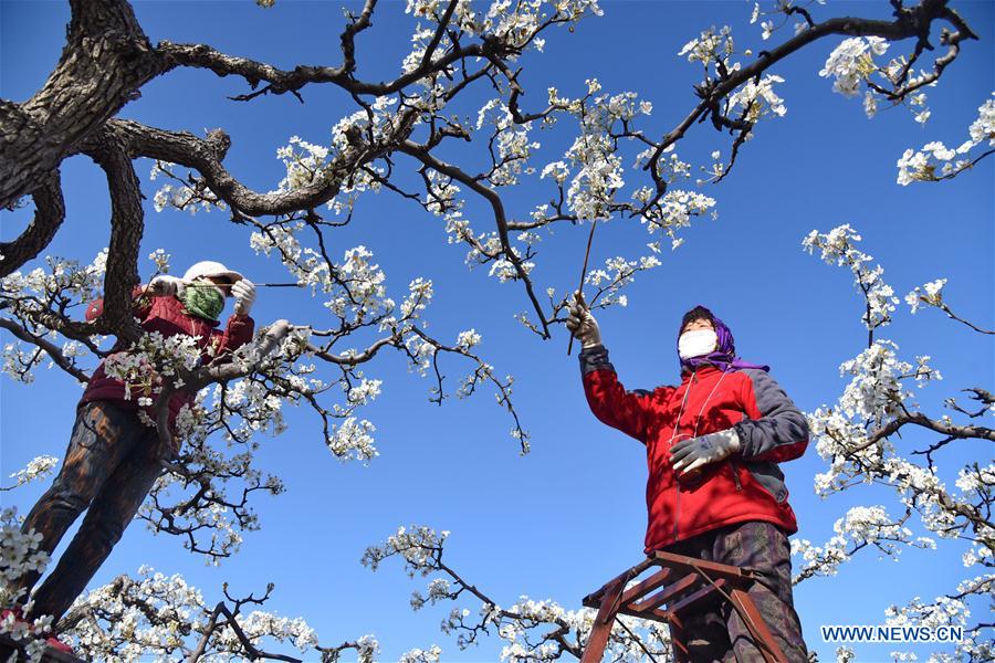 CHINA-HEBEI-ARTIFICIAL POLLINATION (CN)