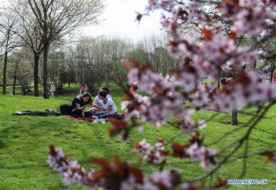 GERMANY-BERLIN-CHERRY BLOSSOM FESTIVAL