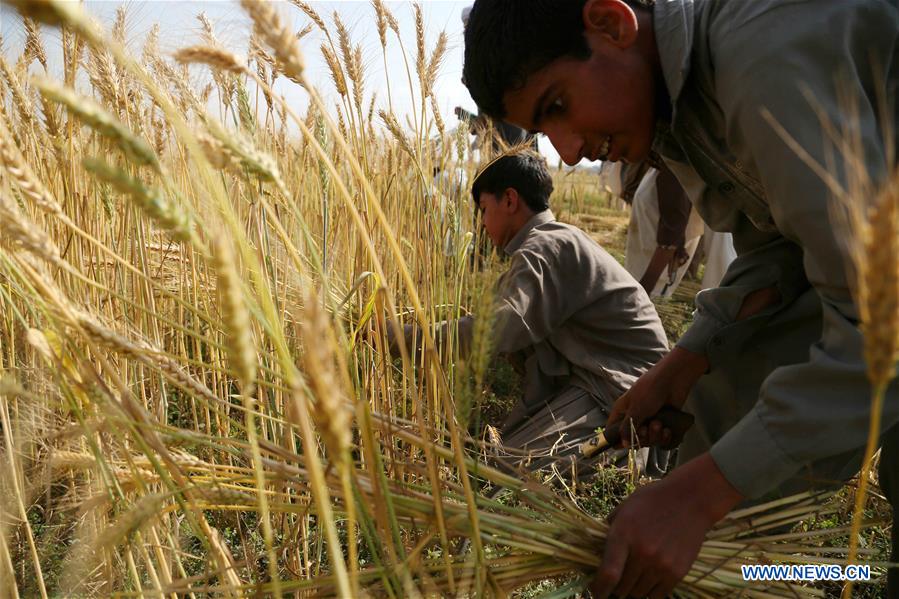 PAKISTAN-RAWALPINDI-WHEAT-HARVEST