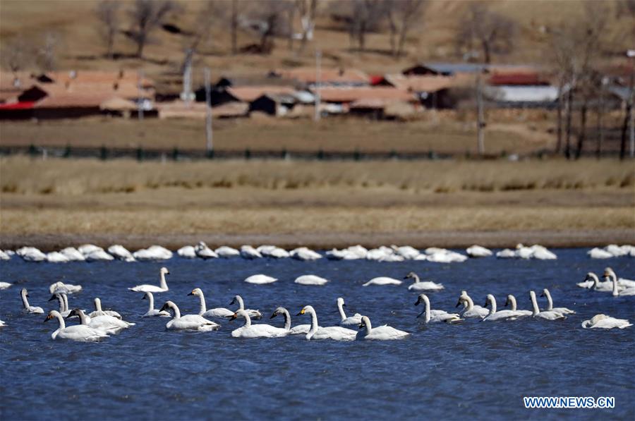 CHINA-HEBEI-SWAN-SCENERY (CN)