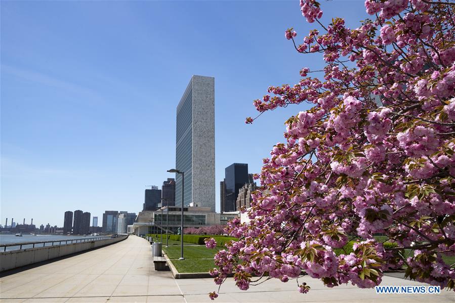 UN-SPRING-CHERRY BLOSSOMS