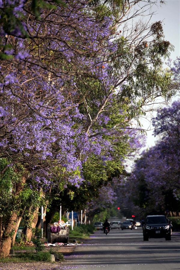 PAKISTAN-ISLAMABAD-BLOSSOMING