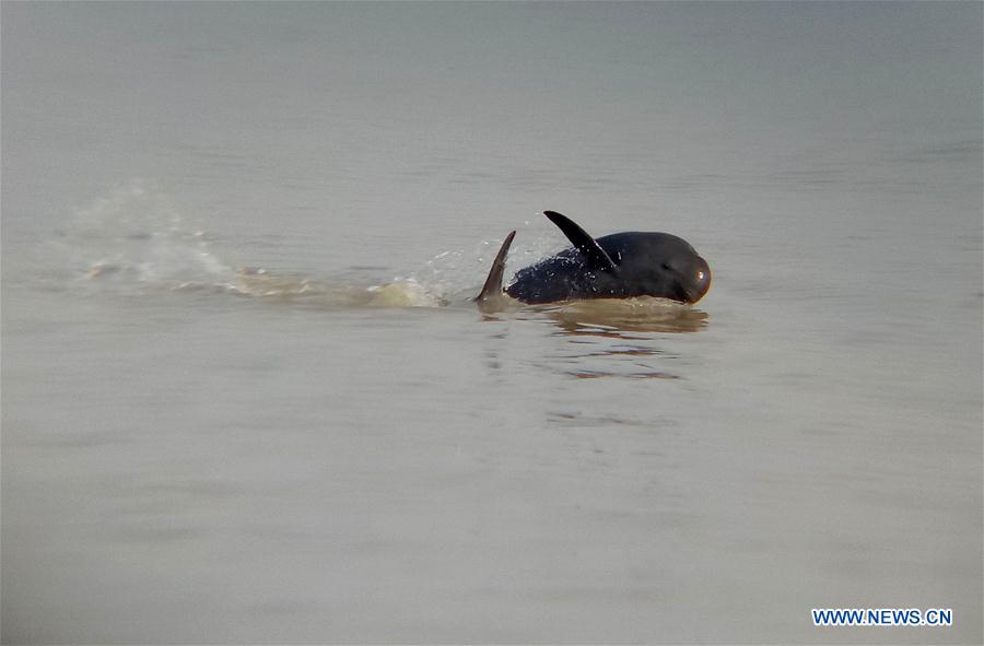 CHINA-JIANGXI-NANCHANG-FINLESS PORPOISES-PROTECTION (CN)