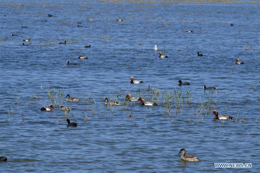 CHINA-INNER MONGOLIA-BAYANNUR-WILD BIRD (CN)