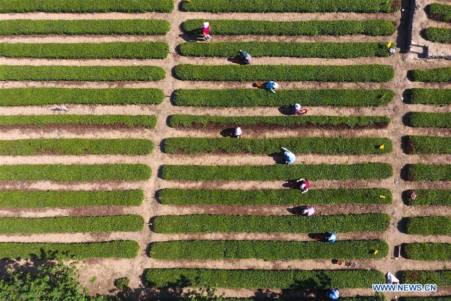 CHINA-SHANDONG-TEA PLANTATION (CN)