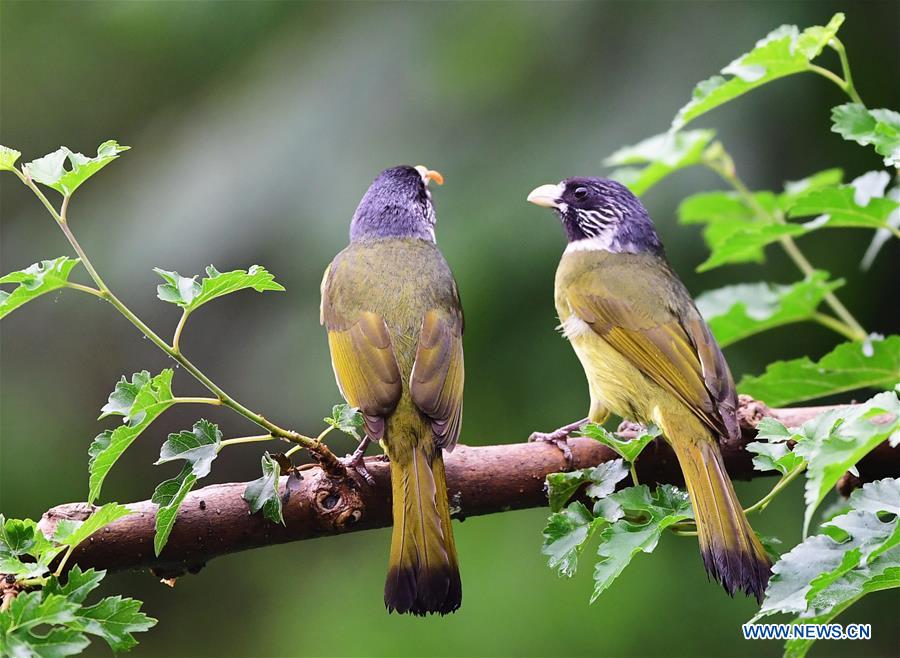 CHINA-EARLY SUMMER-BIRDS(CN)