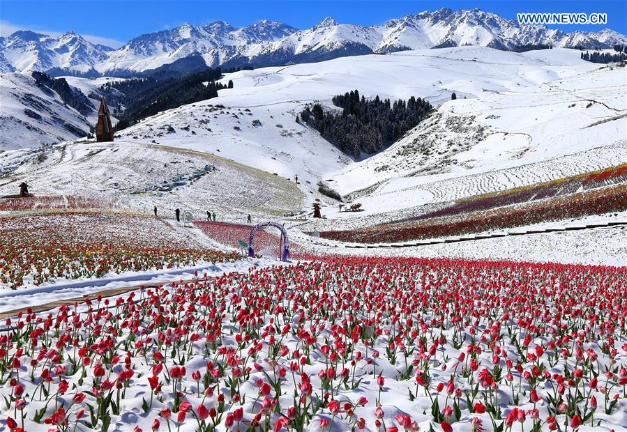 CHINA-XINJIANG-JIANGBULAKE SCENIC SPOT-TULIPS(CN)