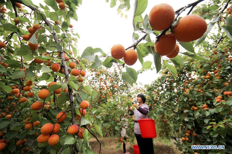 CHINA-SHANDONG-APRICOTS-HARVEST (CN)