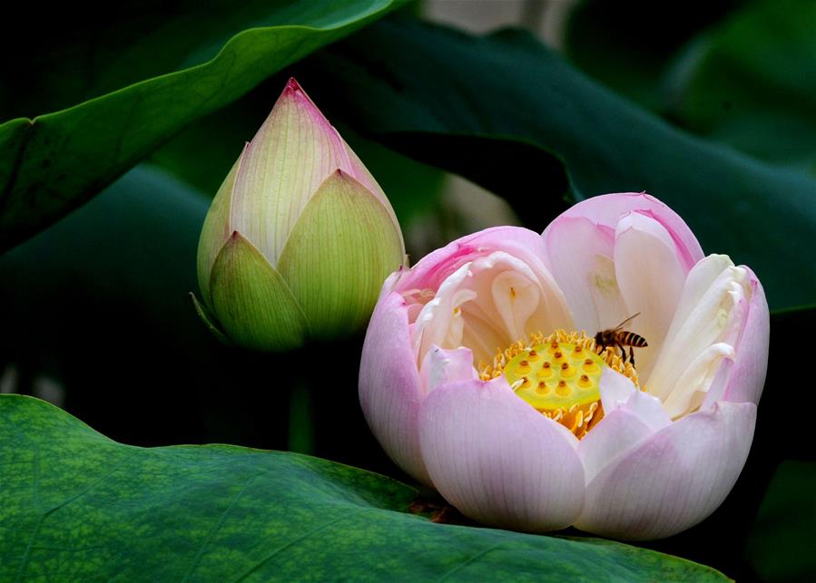 #CHINA-LOTUS FLOWER (CN)