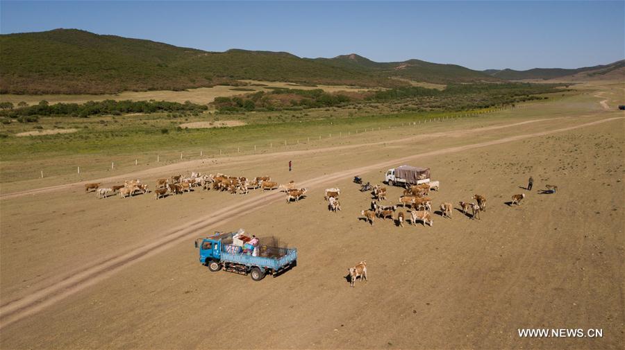 CHINA-INNER MONGOLIA-LIVESTOCK TRANSFER-SUMMER PASTURE (CN)