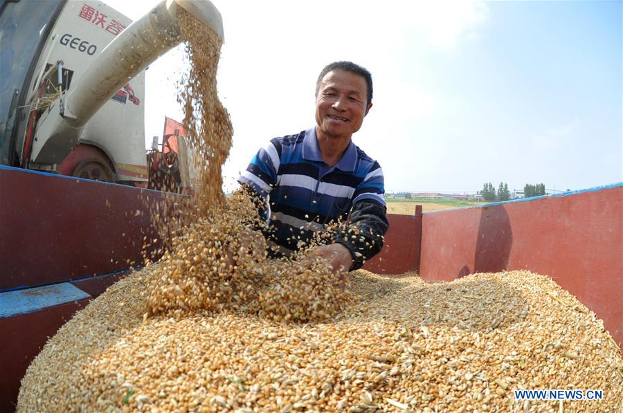 CHINA-HEBEI-WHEAT HARVEST (CN)