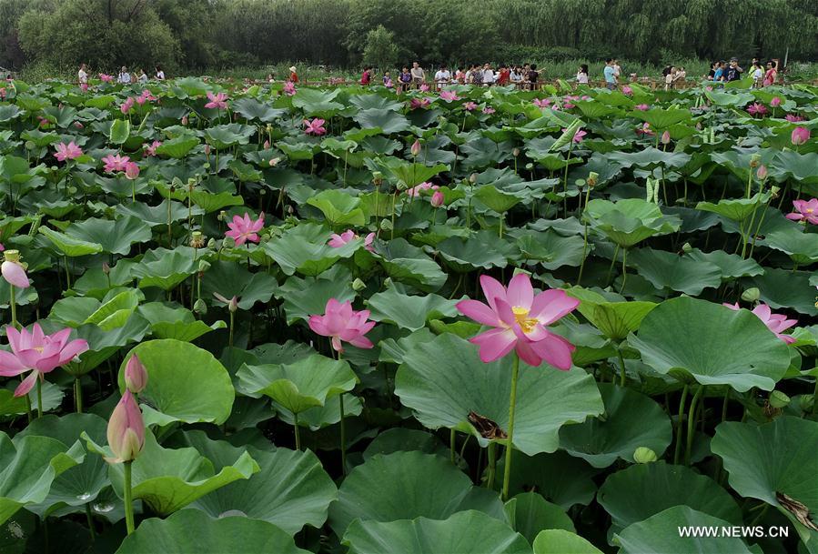 CHINA-HEBEI-LOTUS (CN)