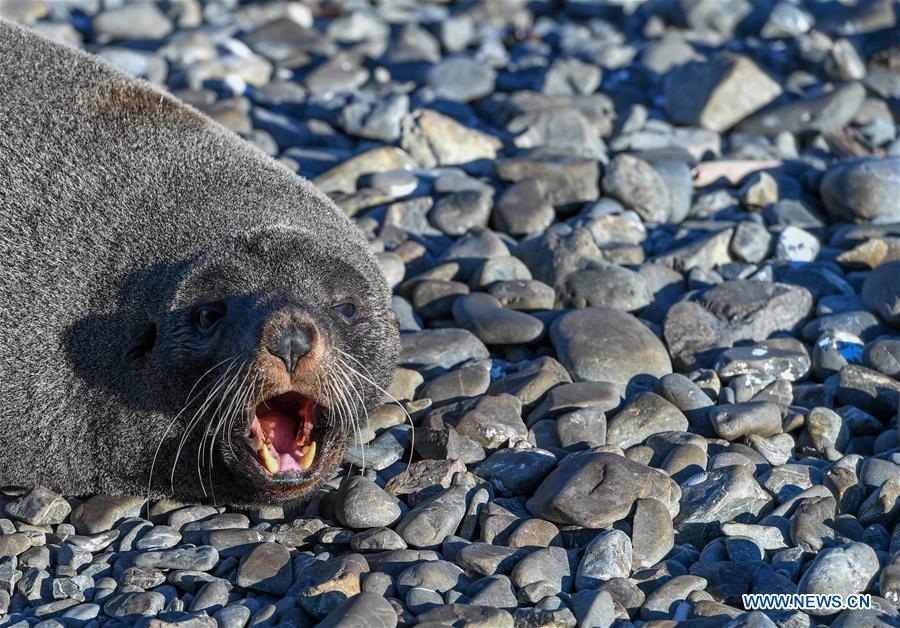 NEW ZEALAND-WELLINGTON-NEW ZEALAND FUR SEALS