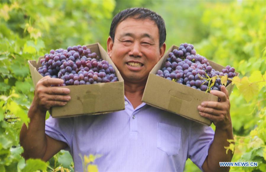 CHINA-HEBEI-YONGQING-GRAPES-HARVEST (CN)