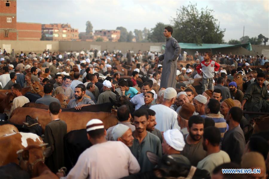 EGYPT-MONUFIA-EID AL-ADHA-LIVESTOCK MARKET