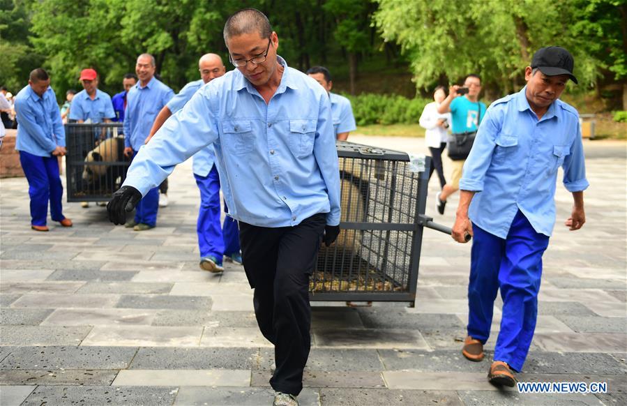 CHINA-CHANGCHUN-GIANT PANDAS-TRANSPORT (CN)