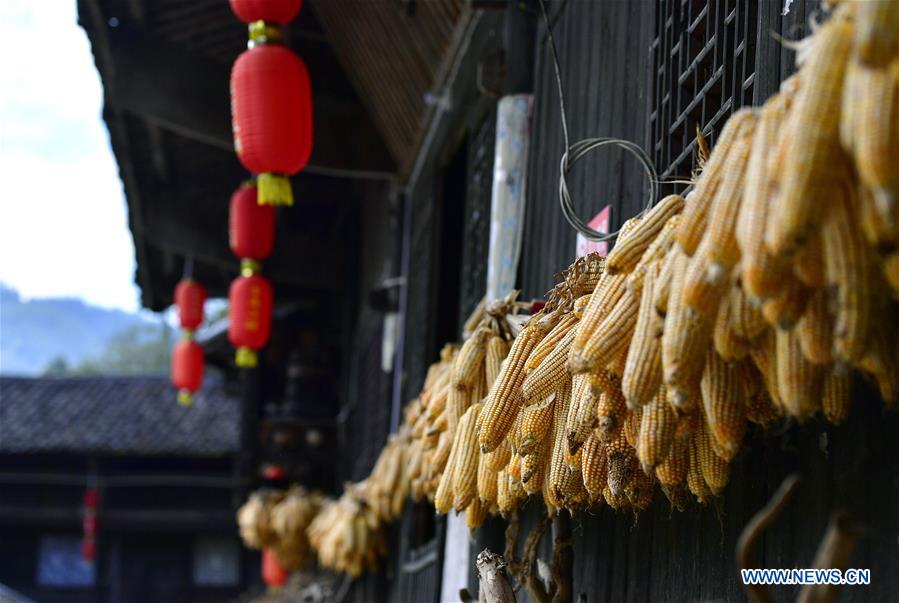 #CHINA-HUBEI-ENSHI-HARVEST (CN)