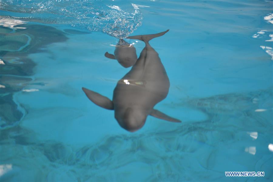 CHINA-YANGTZE RIVER-FINLESS PORPOISE-PROTECTION (CN)