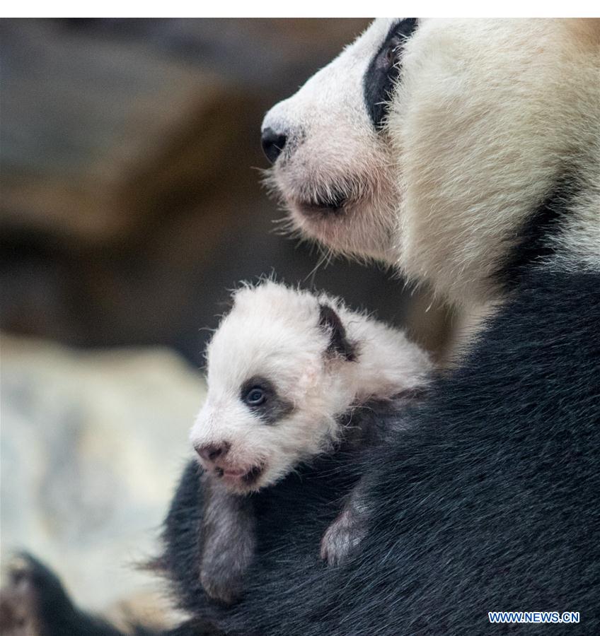 CHINA-GUANGZHOU-GIANT PANDA (CN)