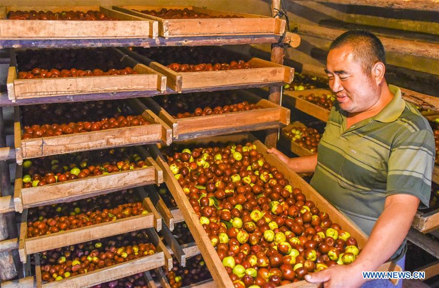 CHINA-HEBEI-ZAOQIANG-RED DATES-HARVEST (CN)