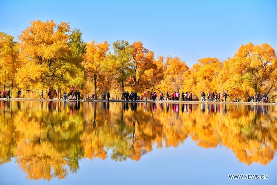 CHINA-JIUQUAN-POPULUS EUPHRATICA-AUTUMN SCENERY (CN)