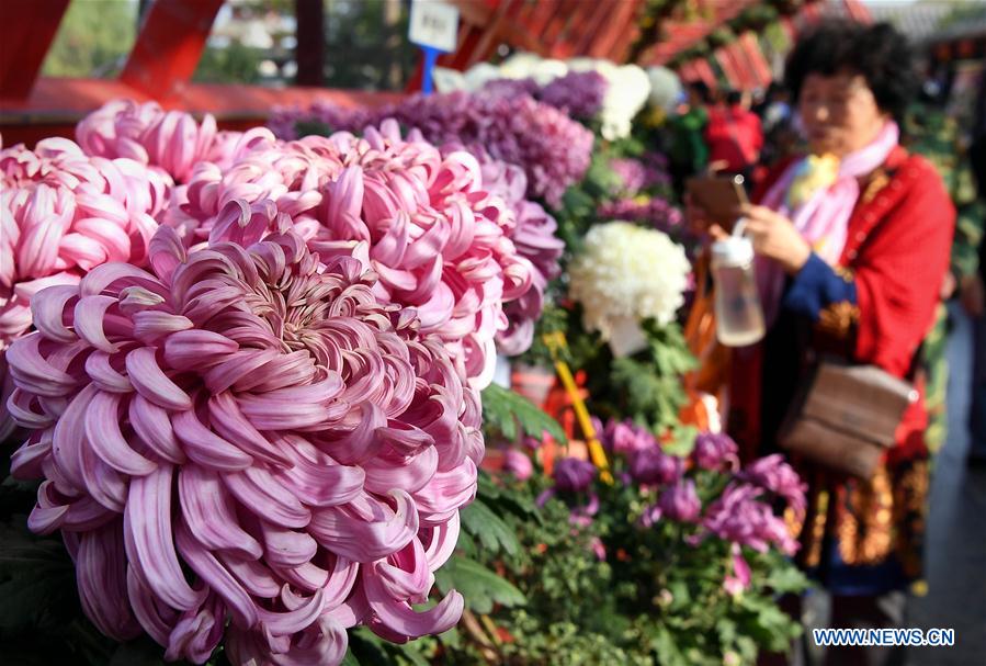 CHINA-HENAN-KAIFENG-CHRYSANTHEMUM (CN)