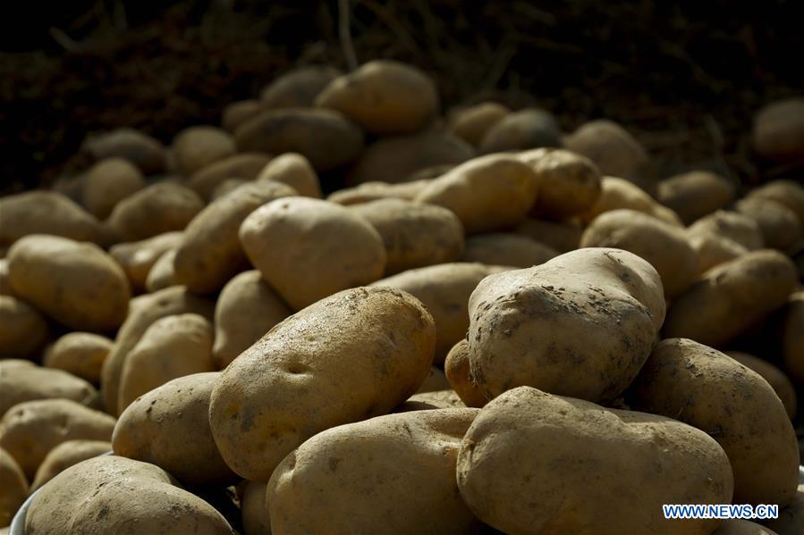 AFGHANISTAN-BAMYAN-AGRICULTURE-POTATO