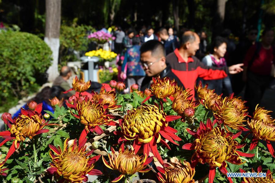 CHINA-SHANDONG-JINAN-CHRYSANTHEMUM(CN)