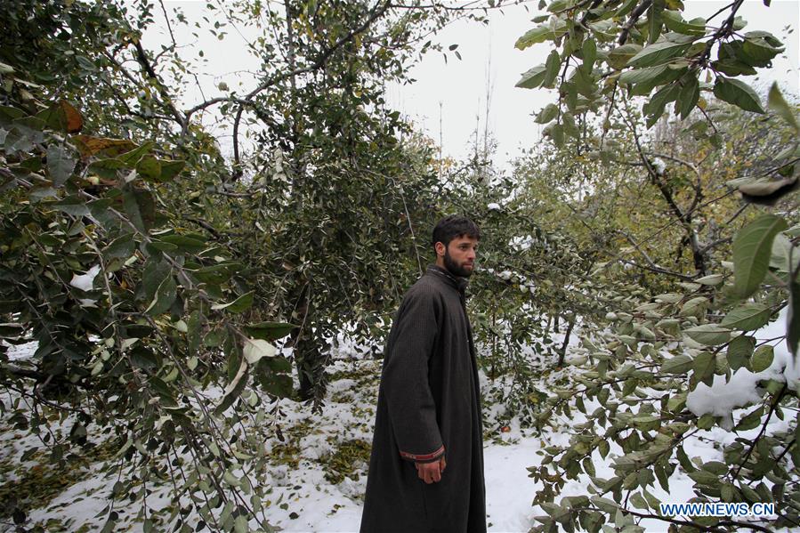 KASHMIR-SRINAGAR-SNOWFALL-FARMERS' LOSS