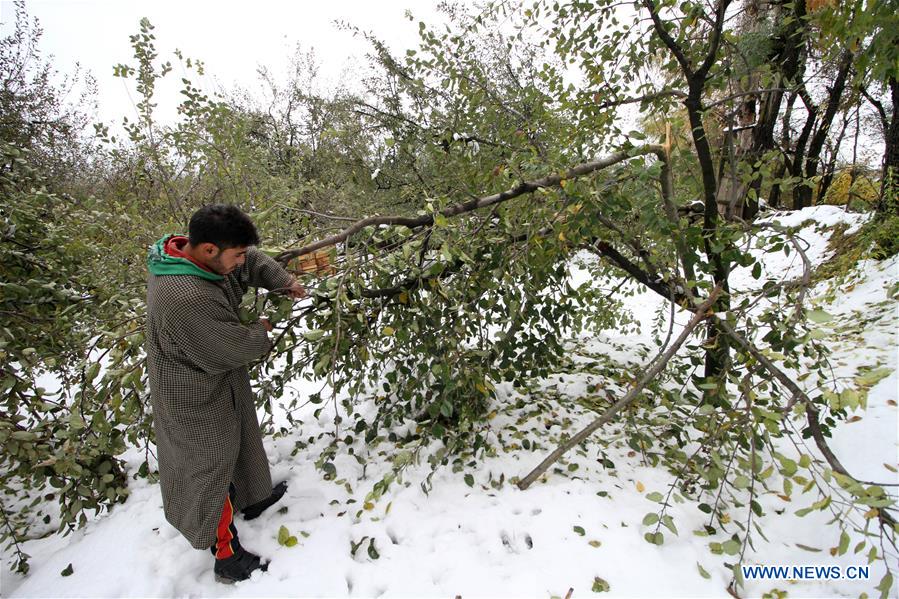 KASHMIR-SRINAGAR-SNOWFALL-FARMERS' LOSS