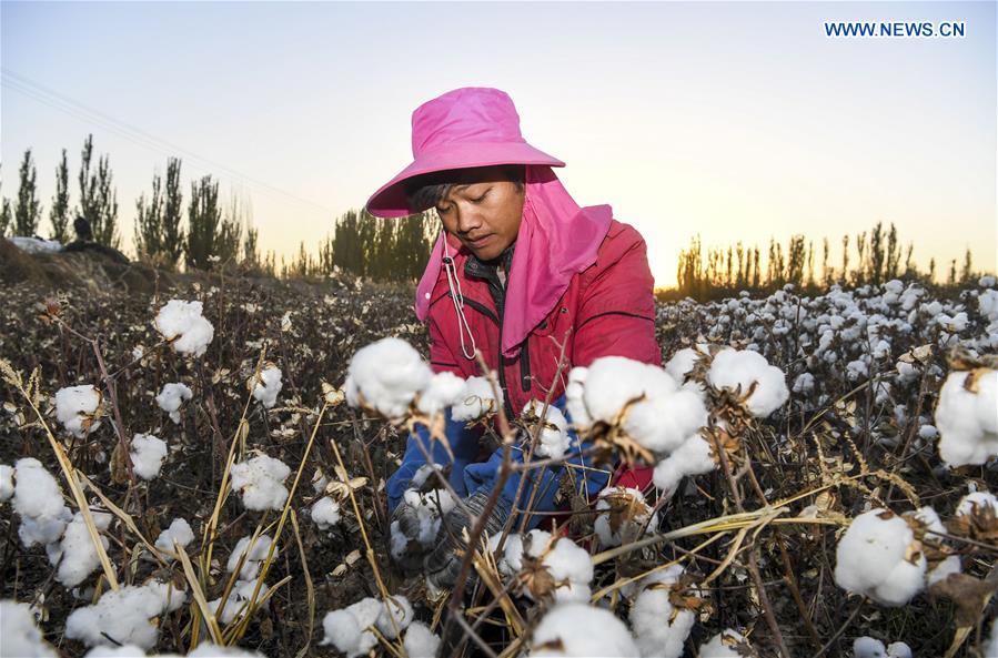 CHINA-XINJIANG-URUMQI-COTTON SEASON(CN)