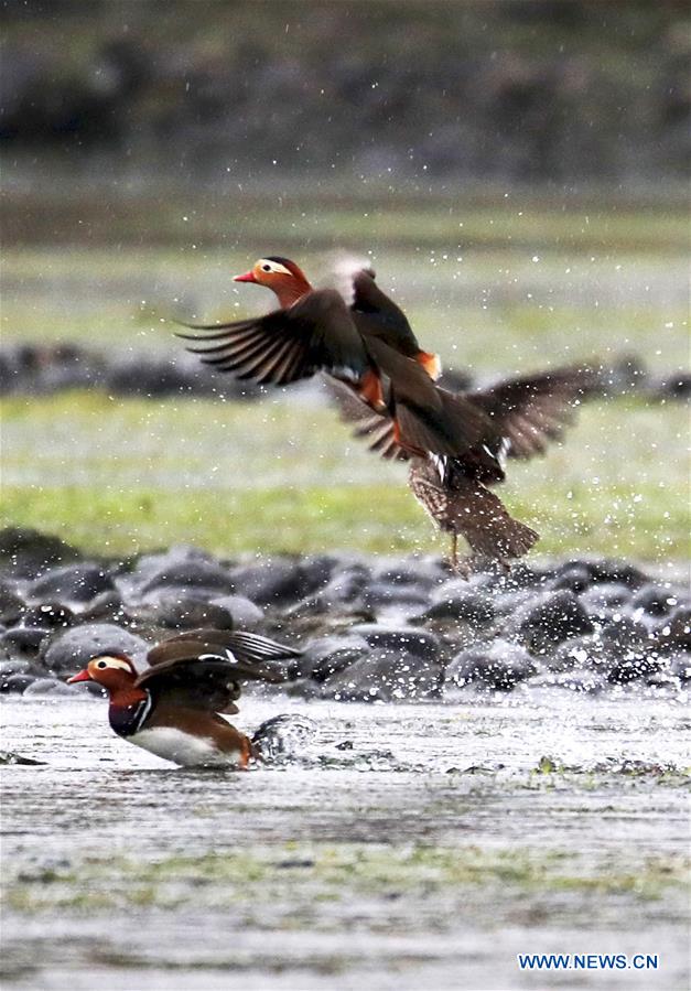 #CHINA-ANHUI-XIN'AN RIVER-WILD MANDARIN DUCKS (CN)