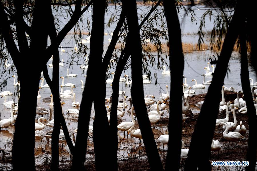 CHINA-HENAN-SANMENXIA-SWANS (CN)