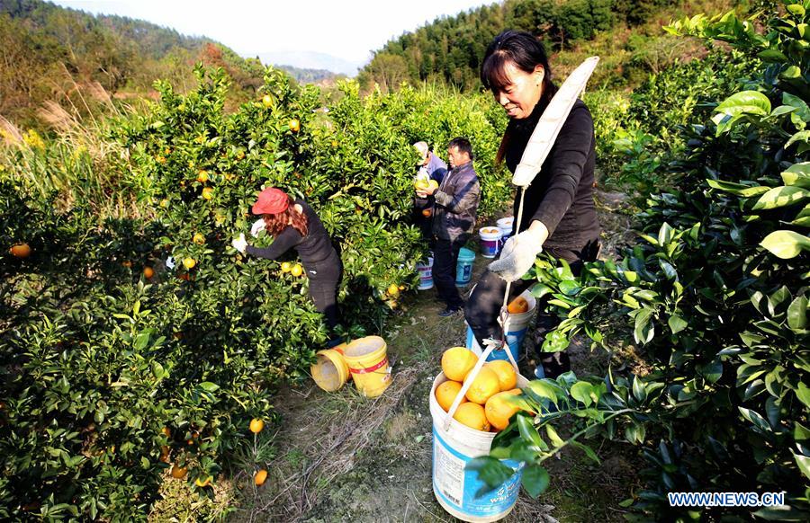 #CHINA-JIANGXI-NAVEL ORANGE-HARVEST (CN)