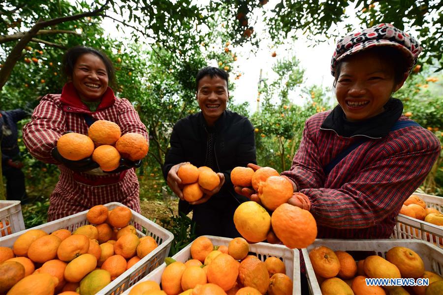 #CHINA-GUIZHOU-PONKAN PLANTING (CN)