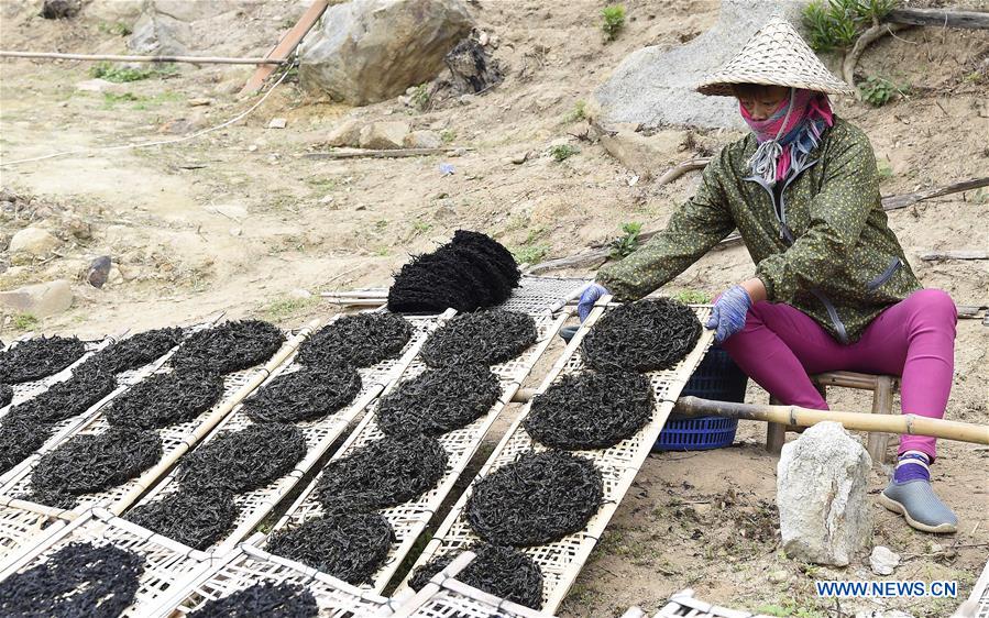 #CHINA-GUANGDONG-NAN'AO-DRIED LAVER (CN) 